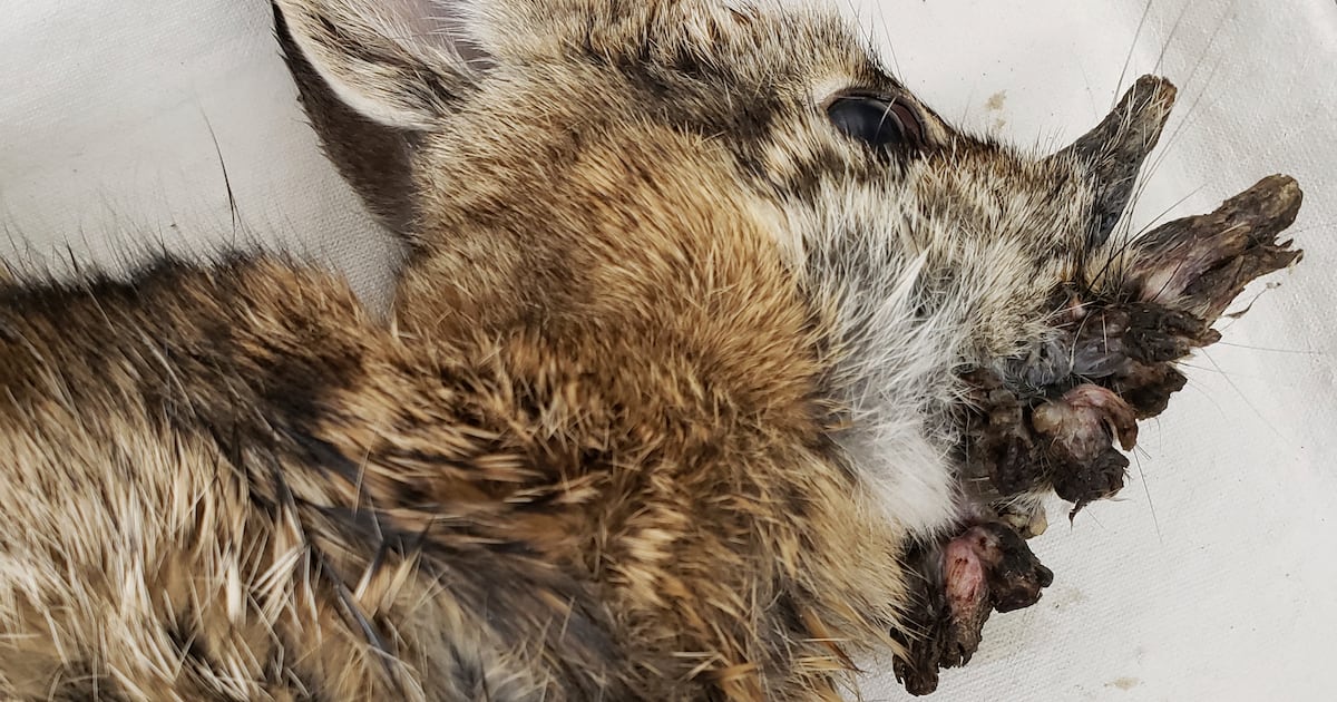 Defirmed Rabbits Como en ‘The last of us’: ¿De dónde salieron los conejos con tentáculos ...