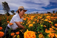 Cempasúchil: la ‘flor de muertos’ que renace en las cocinas