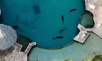 Delfines inmóviles bajo el sol en Dolphin Discovery de Cancún: ¿Les aplicarán la eutanasia?