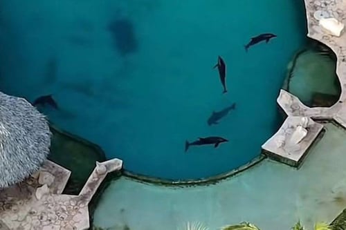 Delfines inmóviles bajo el sol en Dolphin Discovery de Cancún: ¿Les aplicarán la eutanasia?