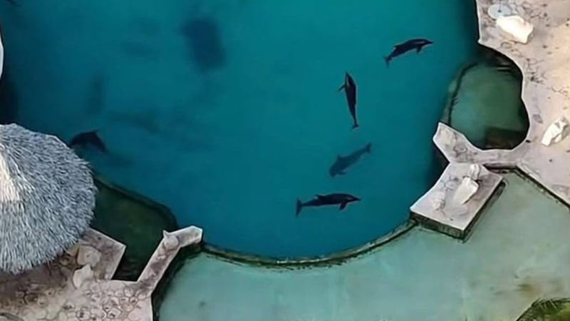 Delfines inmóviles bajo el sol en Dolphin Discovery de Cancún: ¿Les aplicarán la eutanasia?