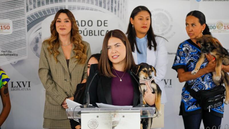 Van por arresto en caso de maltrato animal: Morena propone iniciativa para proteger a las mascotas