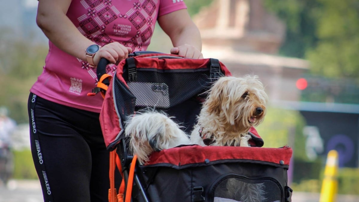 No más 'perrhijos': Secretaria de Educación de Tabasco pide a jóvenes tener hijos en lugar de mascotas – El Financiero