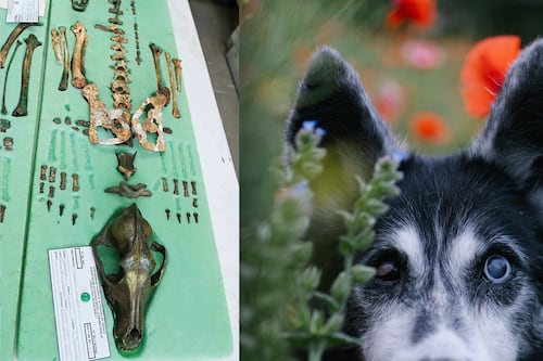 Xolo, chihuahua y… ¿calupoh? Así es la tercera raza de perro mexicana que ‘nació’ en el Templo Mayor