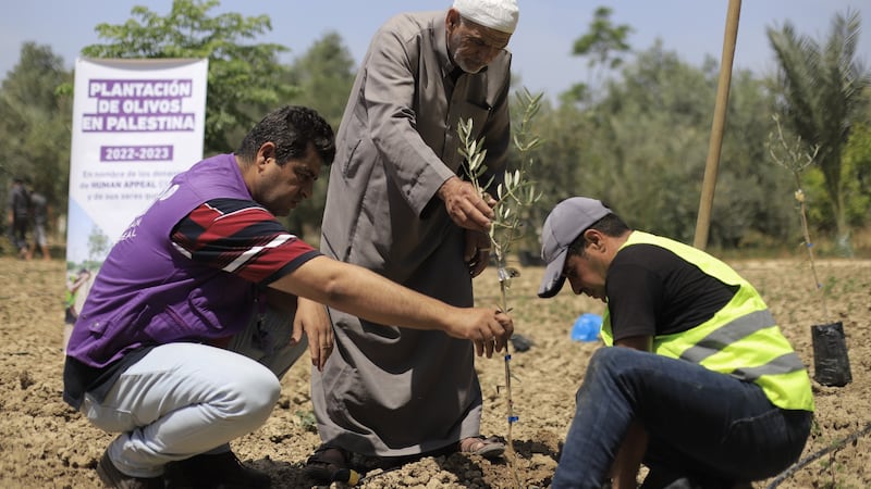 Guerra en Gaza: ¿Por qué Israel destruye los árboles de olivos y como afecta a la gente de Palestina?