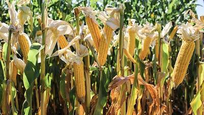 Legisladores estadounidenses consideran que México tiene "políticas discriminatorias", por prohibir el maíz transgénico