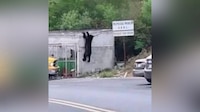 ¿Balú, eres tú? Oso se pasea por calles de Monterrey