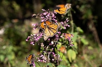 Las mariposas monarcas ‘se mudan’: La especie ya se reproduce en Quintana Roo