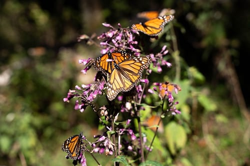 Las mariposas monarcas ‘se mudan’: La especie ya se reproduce en Quintana Roo
