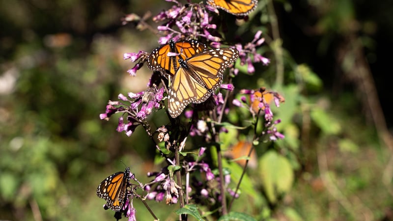 Las mariposas monarcas ‘se mudan’: La especie ya se reproduce en Quintana Roo