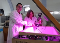 Agregar a tu dieta el alga Spirulina podría darte protección contra COVID: estudio del IPN