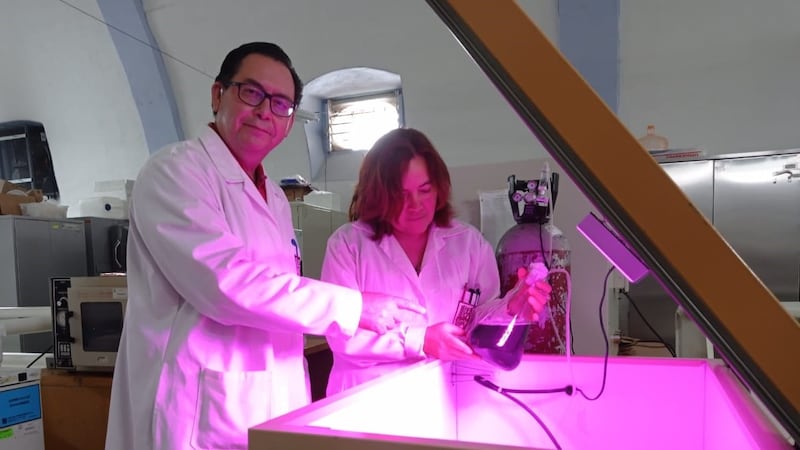 Agregar a tu dieta el alga Spirulina podría darte protección contra COVID: estudio del IPN