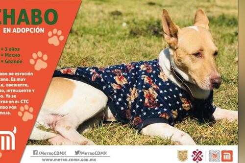 Metro de CDMX está dando ‘lomitos’ en adopción; estos son los requisitos