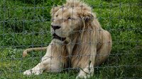 Tigres, leones y hasta un jaguar... Animales exóticos rescatados en Tabasco serán resguardados en La Venta