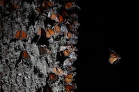 Mariposas Monarca llegan a México: ¿En dónde están ubicados los santuarios para verlas?