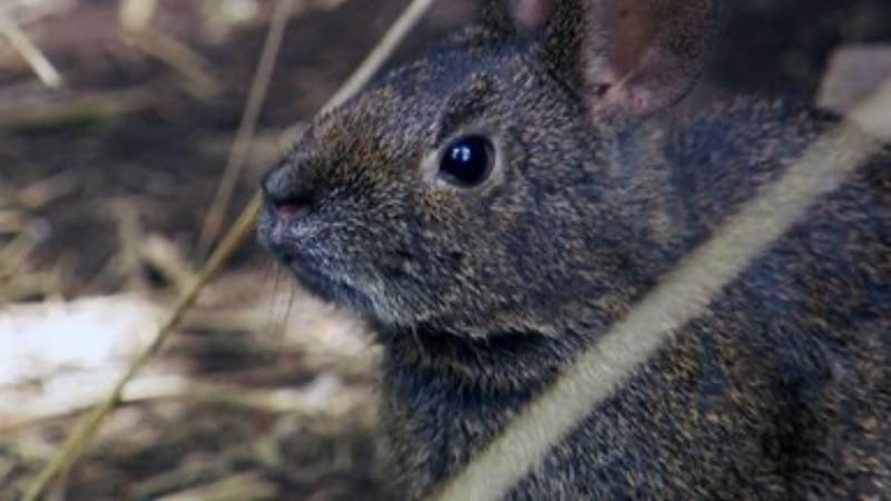 ¿Adiós al teporingo en el nevado de Toluca? Esto sabemos sobre su presunta extinción