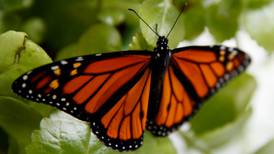 Mariposas monarca corren peligro por la burocracia en Estados Unidos