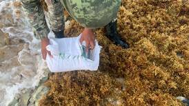 ¿'Nieve’ en el Caribe? Decomisan droga oculta entre el sargazo en playa de Quintana Roo