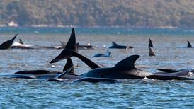 Casi 500 ballenas quedan varadas en una isla de Australia