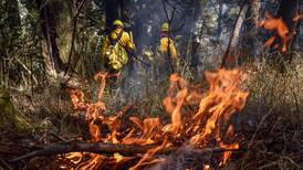 Greenpeace pide a AMLO declarar emergencia ambiental nacional por incendios