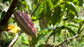¿Cómo dejaron los campesinos de la Amazonia el cultivo de cocaína? Con cacao