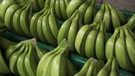 México busca exportar plátano tabasqueño a China