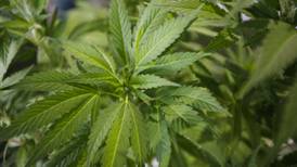 Nueva Jersey y Arizona votan a favor de legalizar el uso recreativo de la mariguana