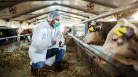 Costa Rica declara emergencia sanitaria por  gusano barrenador, que ataca al ganado 