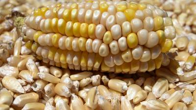 ‘Traspié’ para México: Postura de EU sobre maíz transgénico es inamovible