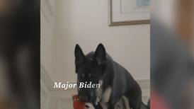 Major Biden, el primer perrito adoptado en vivir en la Casa Blanca