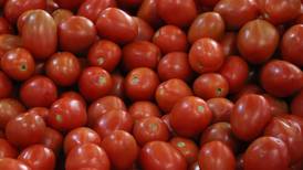 La tomatina, región T-MEC