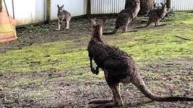 Norman Bates, el canguro, no el asesino, se escapa de un refugio en Australia