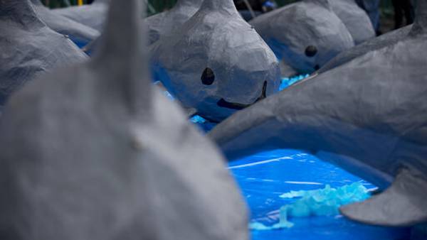 Grupos ambientalistas piden presionar a México para salvar a la vaquita marina
