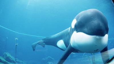 ¿Qué pasó con Keiko?: Historia de la única orca liberada después de vivir en cautiverio