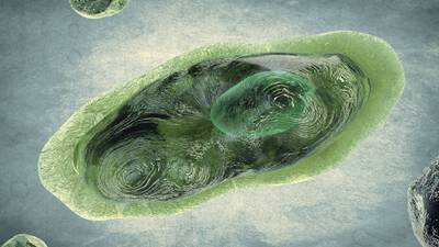 Pandoravirus, el virus más viejo del mundo que puede revivir debido al calentamiento global