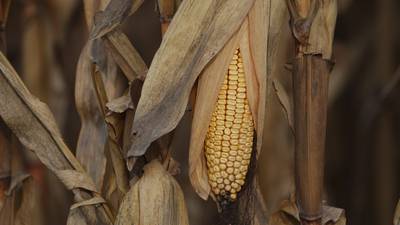 EU no tiene bases para iniciar disputa comercial con México sobre exportación de maíz: expertos