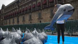 Gobierno de AMLO abandona a la vaquita marina, que se acerca a la extinción