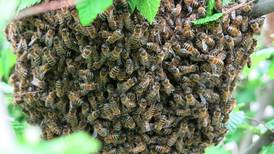 Esta es la importancia de las abejas para la supervivencia humana según la UNAM