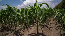 Entrega de fertilizante gratuito en Guerrero incrementó la producción de maíz en 190 mil toneladas