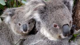 Ambientalistas de Australia temen que cientos de koalas hayan muerto en incendios forestales
