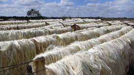 Área de cultivo de henequén en Yucatán crece 25% en seis años