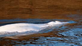 Aplican eutanasia a ballena beluga encontrada en río Sena; tenía dificultad para respirar