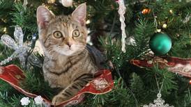  ¿Temes que tu gato destruya el árbol de Navidad? Con estos tips lo ahuyentarás de él