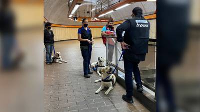 Metro de la CDMX: ¿Puedo viajar con mi perro guía? Esto dice la ley 