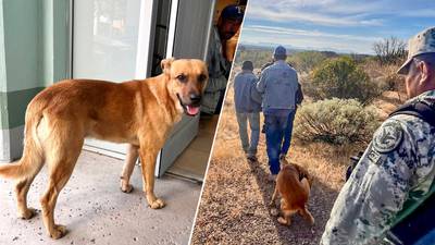‘Huellitas de amor’: Don Goyo es rescatado por su perro tras días extraviado en Sonora 