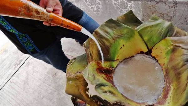 ¿Quieres probar un buen pulque? Asiste al Festival del Pulque, la Salsa y el Nopal 2022 