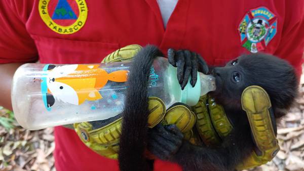Ola de calor está ‘de la changada’: Vida de monos saraguatos corre riesgo en Tabasco