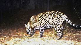 Los jaguares quieren regresar a habitar la frontera, pero hay un problema... el muro con EU