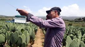 Morelos busca 'plan B' para exportar nopal a otros países