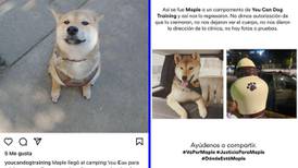Justicia para ‘Maple’: llevan a un perro a un campamento y se los entregan cremado